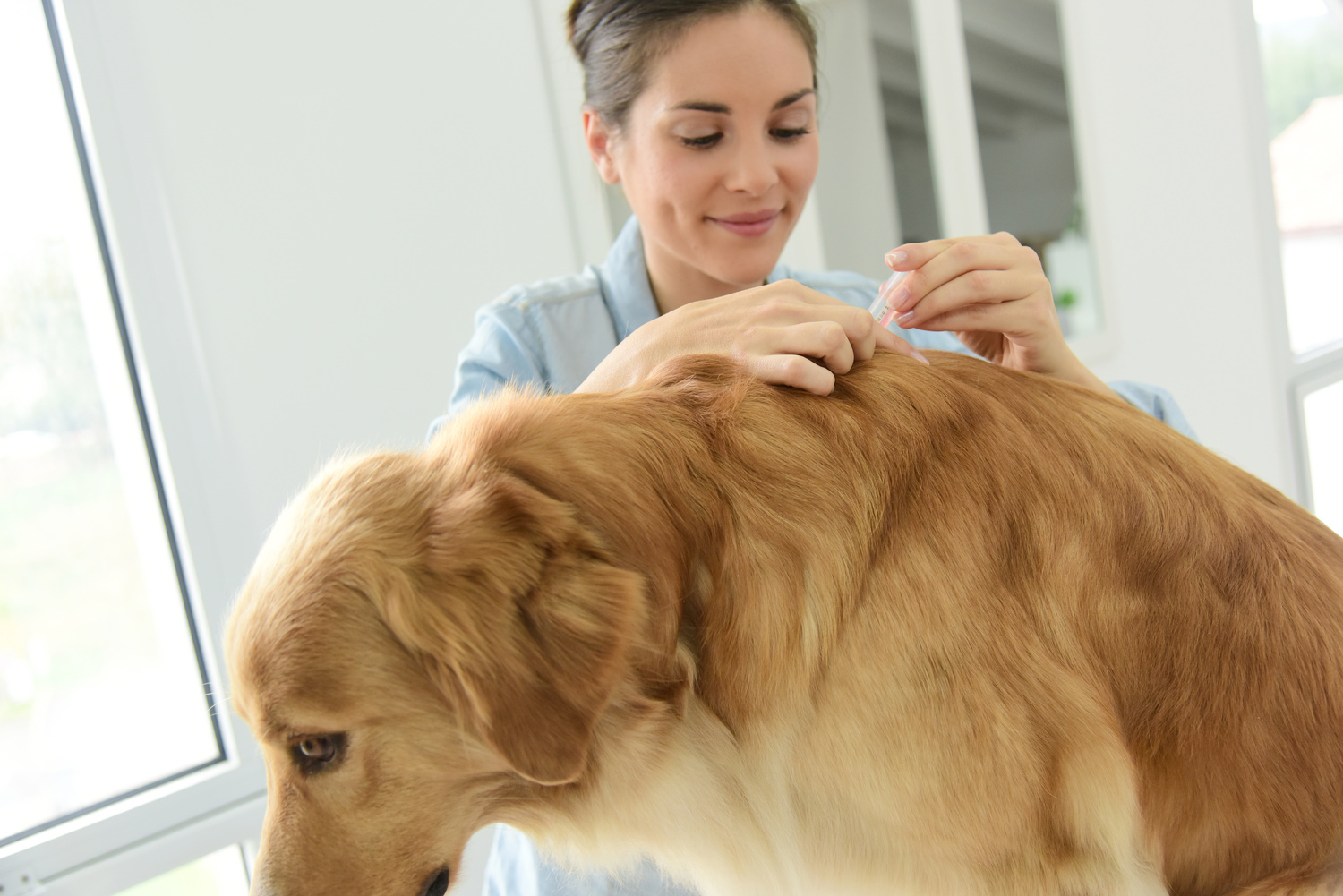 4 Tips to Get Rid of Dog Ticks and Fleas Fast