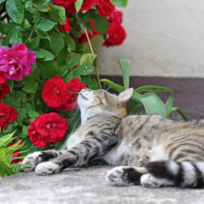 5 Beautiful Houseplants That are Toxic for Cats