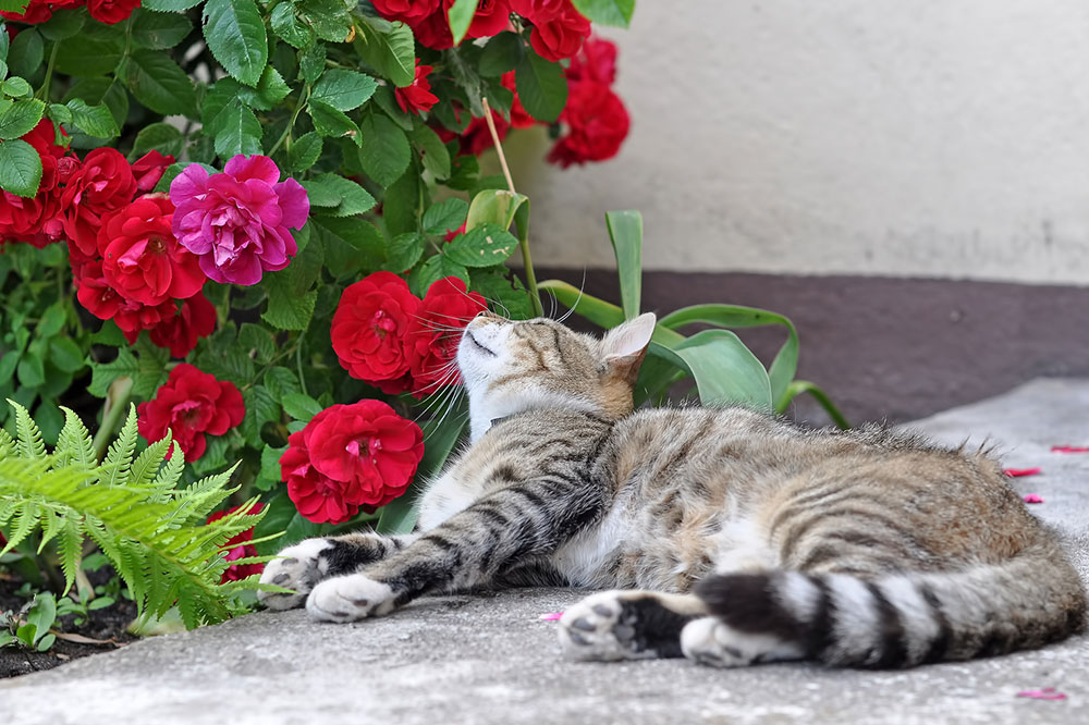5 Beautiful Houseplants That are Toxic for Cats