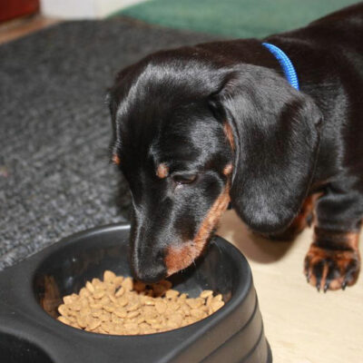 8 Signs That Indicate Food Allergies in Dogs