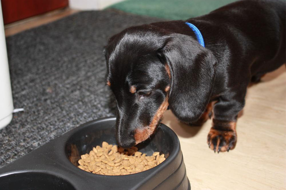 8 Signs That Indicate Food Allergies in Dogs