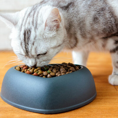 Tips for Feeding a Cat With Diabetes Mellitus