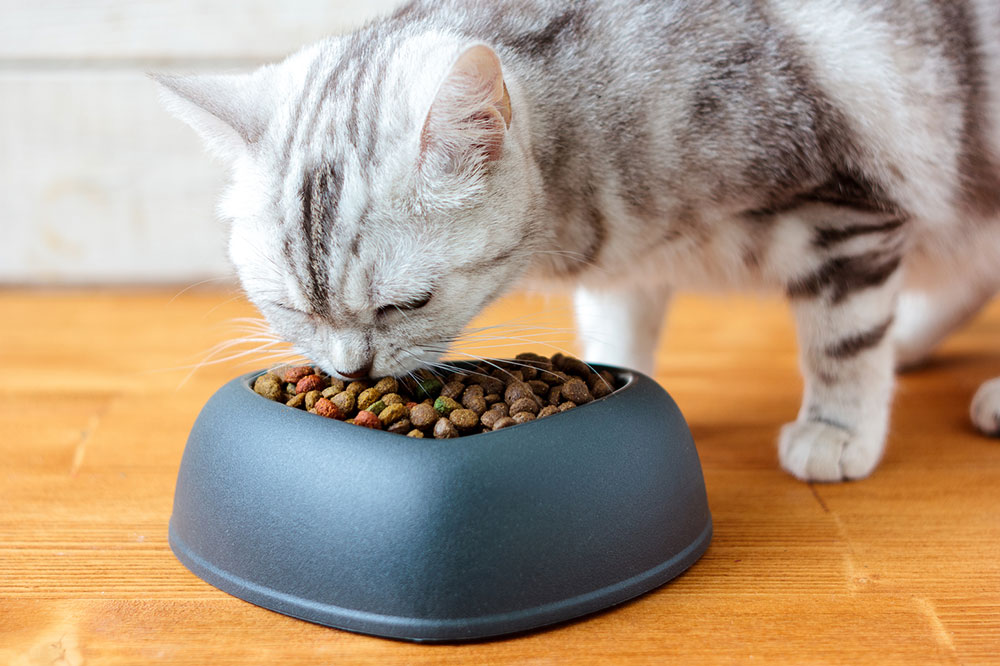 Tips for Feeding a Cat With Diabetes Mellitus