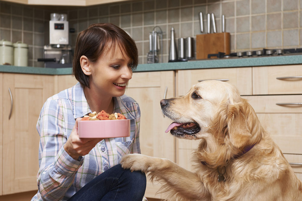 Top Homemade Dog Food Recipes