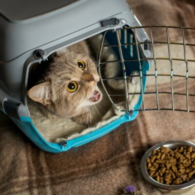 The Most Popular Cat Treat Brands