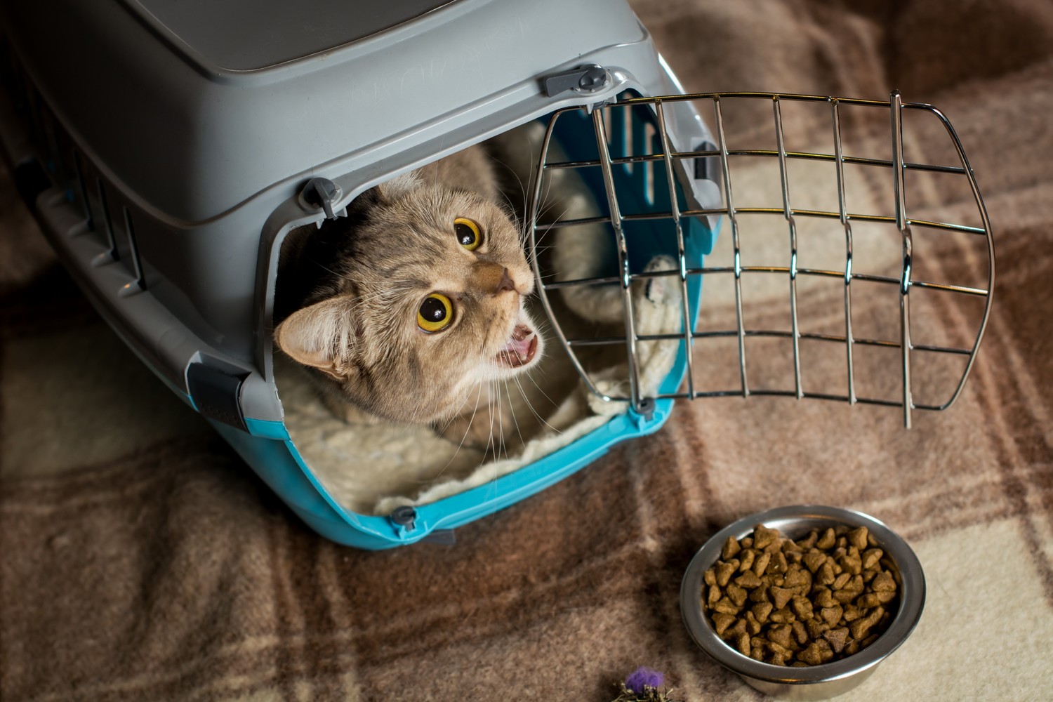 The Most Popular Cat Treat Brands