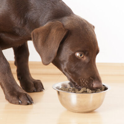 7 Toxic or Harmful Foods for Dogs