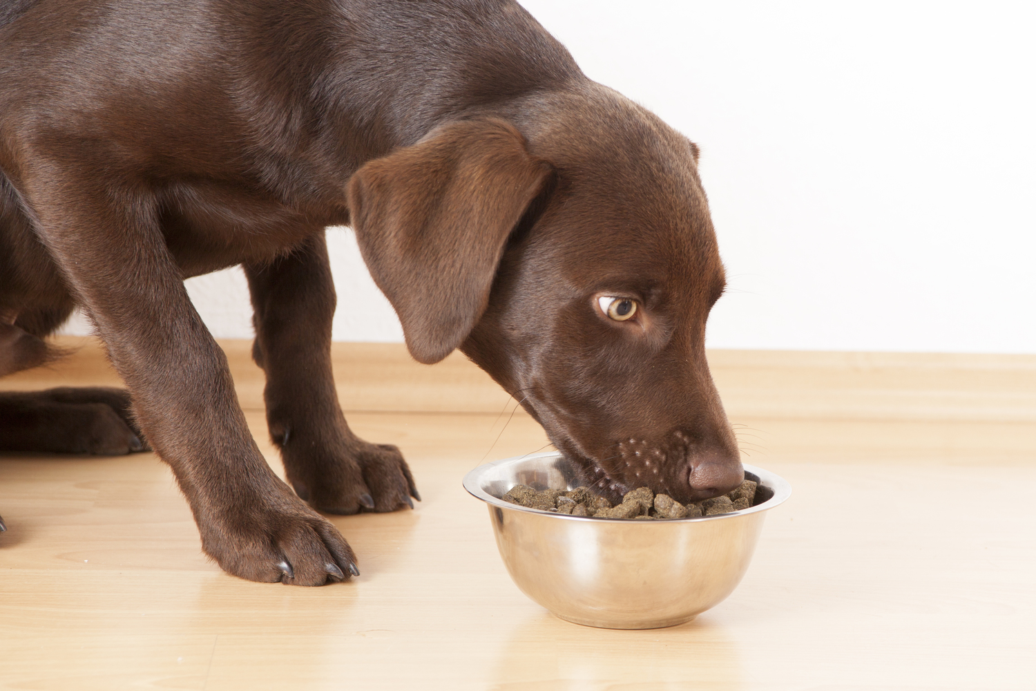 7 Toxic or Harmful Foods for Dogs